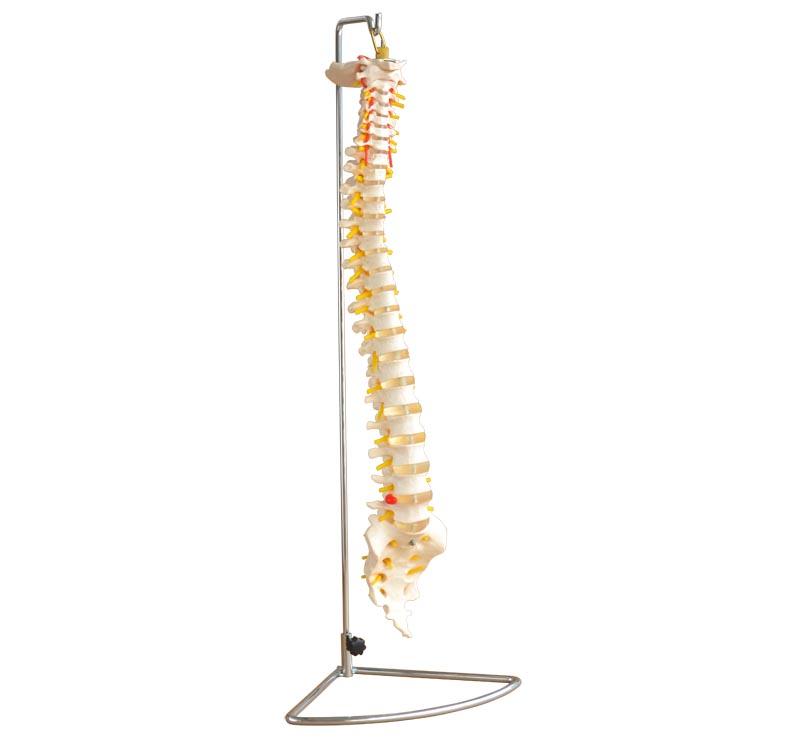 Life-Size Vertebral Column XC-107